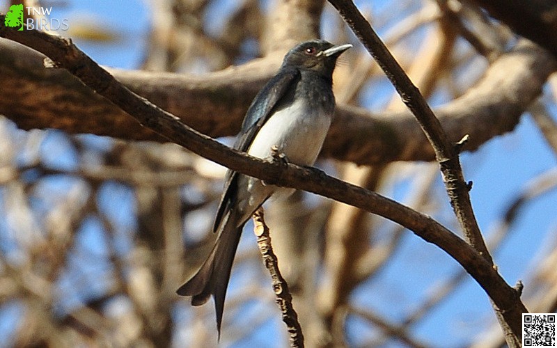 White-bellied Drongo